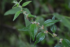 Pouzolzia zeylanica